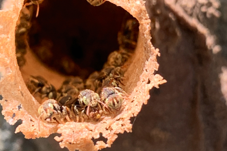 Meliponiculture project